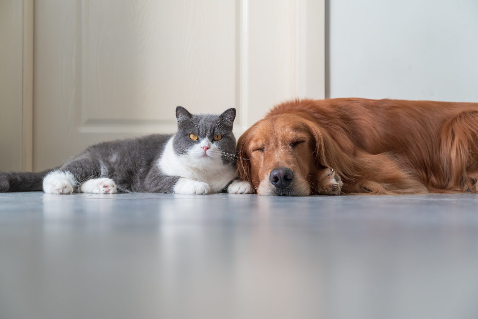 犬猫の寄り添い